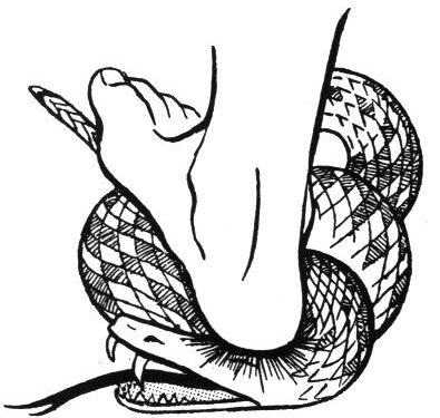 ஸ்திரியின் வித்து